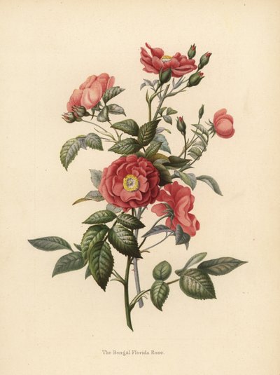 Bengalische Florida-Rose, Rosa chinensis von Unknown